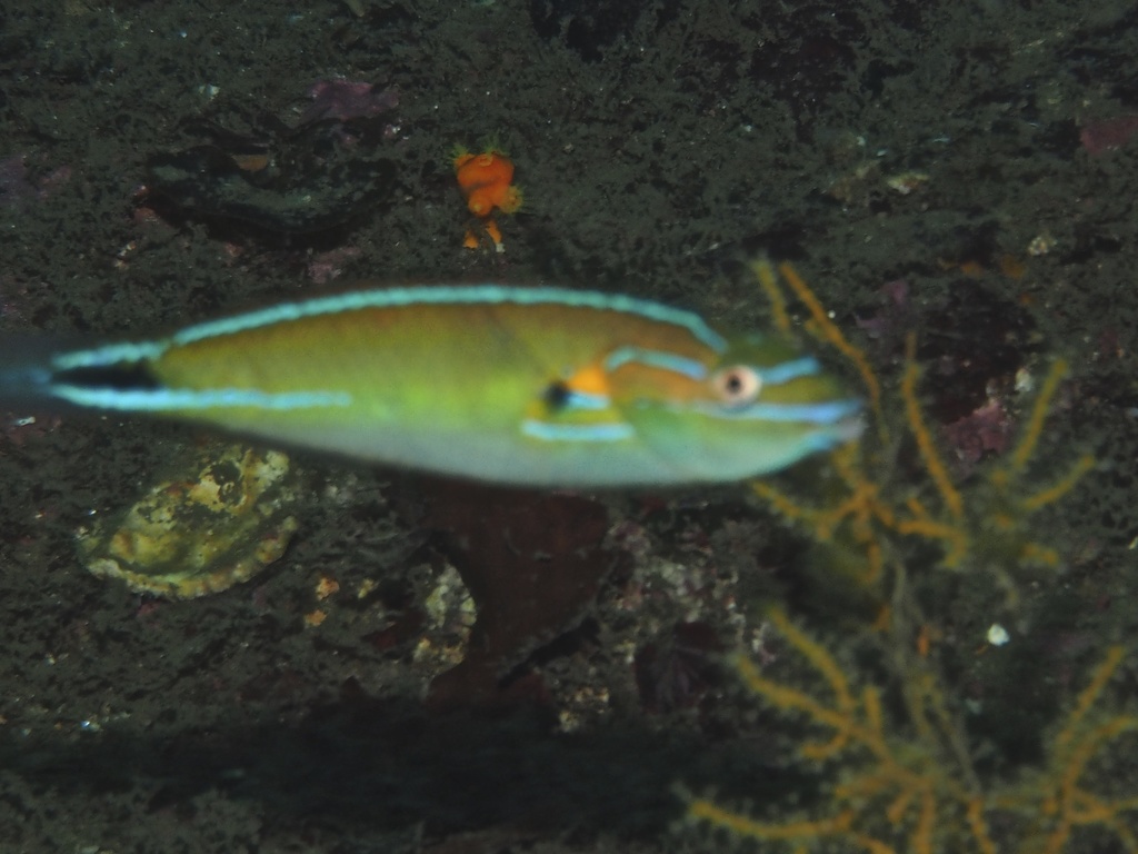 Cutribbon wrasse (Stethojulis terina) — Labridae