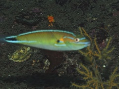 Stethojulis terina