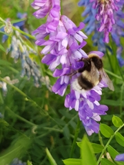 Bombus