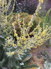 Verbascum