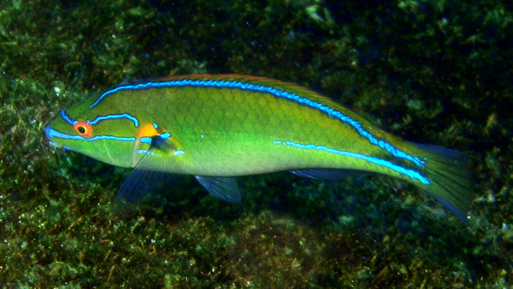 Cutribbon Wrasse