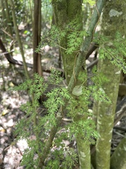 Lygodium japonicum