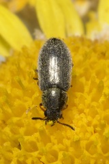 Dasytidius indutus