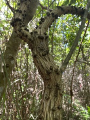 Heliotropium verdcourtii