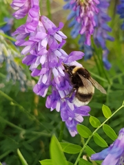 Bombus