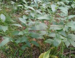 Polygonatum humile