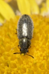 Dasytidius indutus