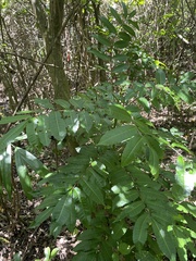 Zanthoxylum caribaeum