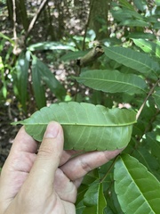 Zanthoxylum caribaeum