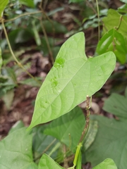 Centrosema sagittatum