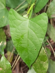 Centrosema sagittatum
