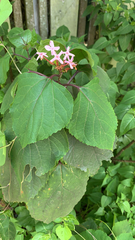 Clerodendrum bungei