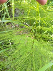 Equisetum sylvaticum image