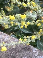 Verbascum
