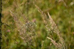 Calamagrostis varia