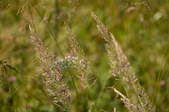 Calamagrostis varia
