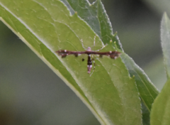 Geina tenuidactylus