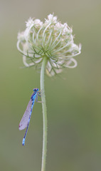Coenagrion scitulum