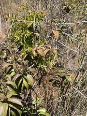 Miconia albicans