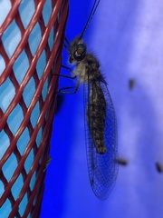 Ululodes quadripunctatus