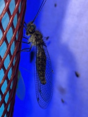 Ululodes quadripunctatus