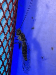 Ululodes quadripunctatus