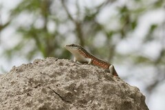 Trachylepis perrotetii