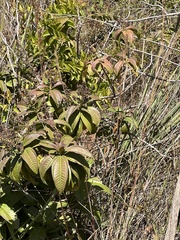 Miconia albicans