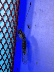 Ululodes quadripunctatus