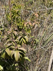 Miconia albicans