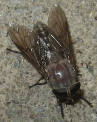 Tabanus catenatus