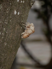 Cryptotympana atrata