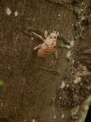 Cryptotympana atrata