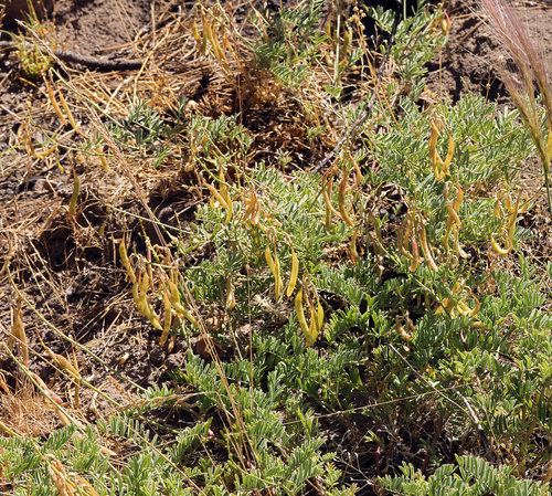 klamath milkvetch (Astragalus californicus)