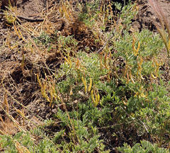 Astragalus californicus