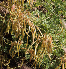 Astragalus californicus