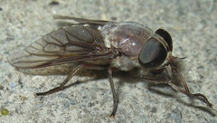 Tabanus catenatus