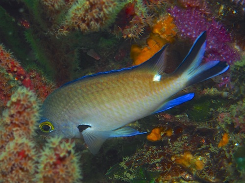 Rook-chromis (Chromis fumea) — Pomacentridae