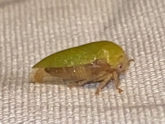 Ophiderma evelyna