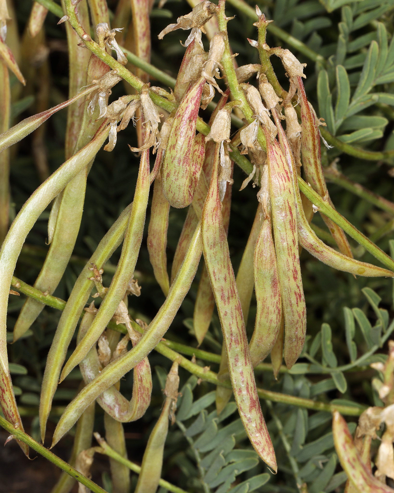 Astragalus californicus