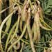 Astragalus californicus - Photo (c) Steve Matson, algunos derechos reservados (CC BY), subido por Steve Matson
