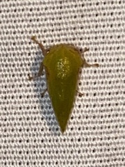 Ophiderma evelyna