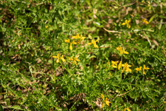 Genista germanica