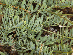 Astragalus californicus