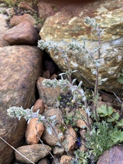 Artemisia genipi