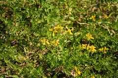 Genista germanica