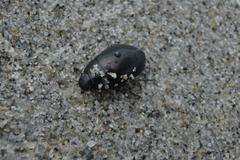 Hydrochara affinis