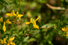 Genista germanica