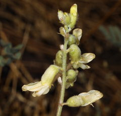 Astragalus californicus