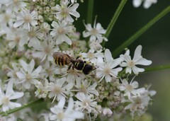 Ectemnius lapidarius